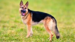 Alman Çoban Köpeği Irkı Bakımı ve Özellikleri