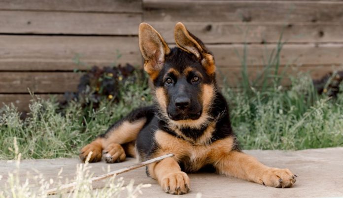 Alman Çoban Köpeği Ne Yer?