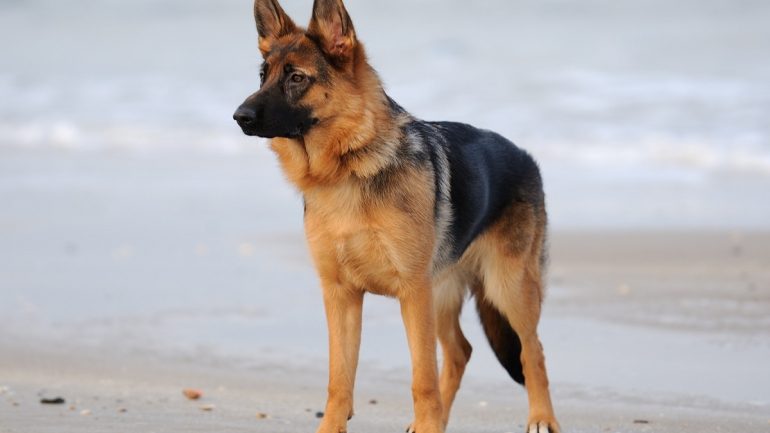 Alman Çoban Köpeği Ne Yer?