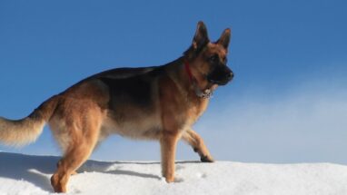 Alman Köpeği Tarihçesi ve Özellikleri
