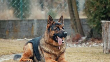 Alman Kurdu (Çoban Köpeği) Karakteri, Özellikleri Nelerdir?