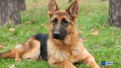 Alman Kurdu Köpek Özellikleri, Bakımı