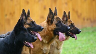 Alman Kurt Köpeği Özellikleri, Bakımı, Sağlığı