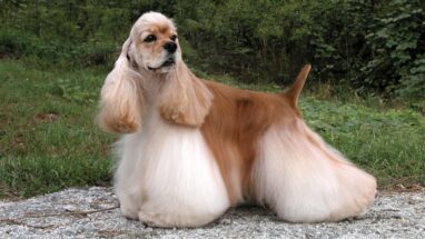 American Cocker Spaniel Köpek Irkı Bakımı Nasıl Olmalı?