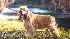 American Cocker Spaniel Köpek Irkı Özellikleri ve Bakımı