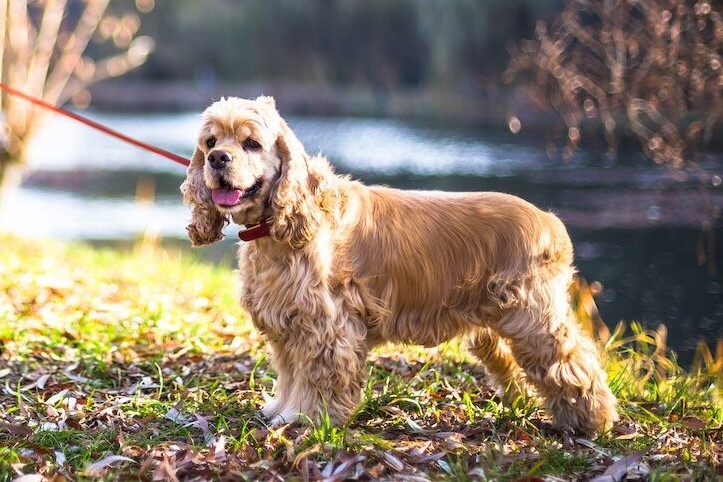 American Cocker Spaniel Köpek Irkı Özellikleri ve Bakımı