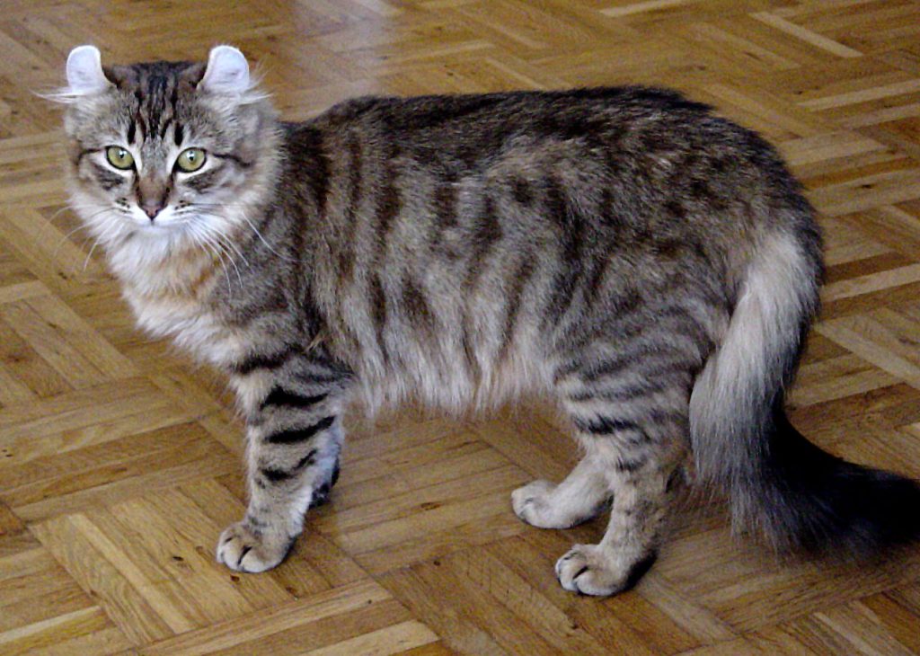 American Curl Kedi Cinsi Özellikleri