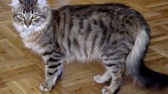 American Curl Kedi Cinsi Özellikleri