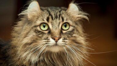 American Curl Kedi Irkı Bakımı Nasıl Olmalı?