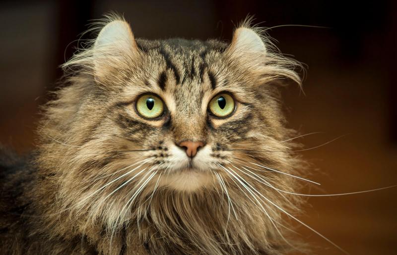 American Curl Kedi Irkı Bakımı Nasıl Olmalı?