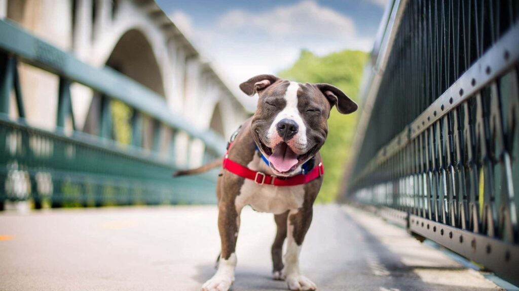 American Staffordshire Terrier Köpek Irkı Özellikleri,Beslenme ve Bakımı