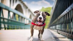 American Staffordshire Terrier Köpek Irkı Özellikleri,Beslenme ve Bakımı