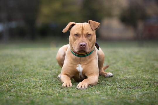 American Staffordshire Terrier Köpek Irkı Bakımı