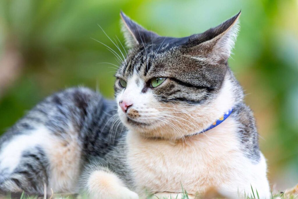 American Wirehair Kedi Irkı Bakımı Nasıl Olmalı?