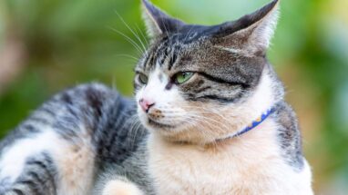 American Wirehair Kedi Irkı Bakımı Nasıl Olmalı?