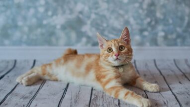 Amerikan Bobtail Kedi Bakımı Nasıl Olmalı?