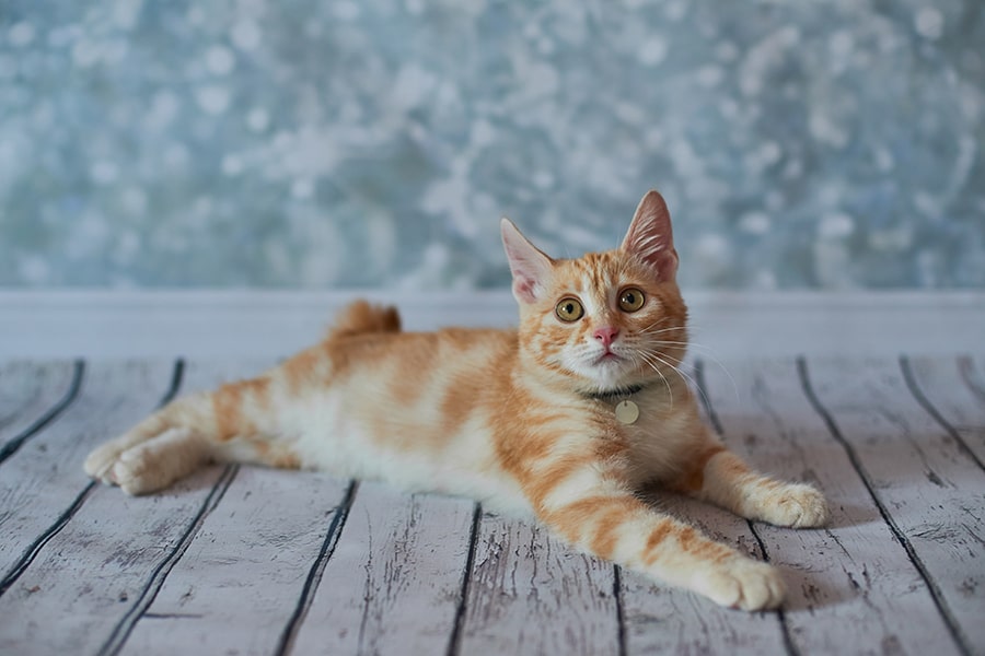 Amerikan Bobtail Kedi Bakımı