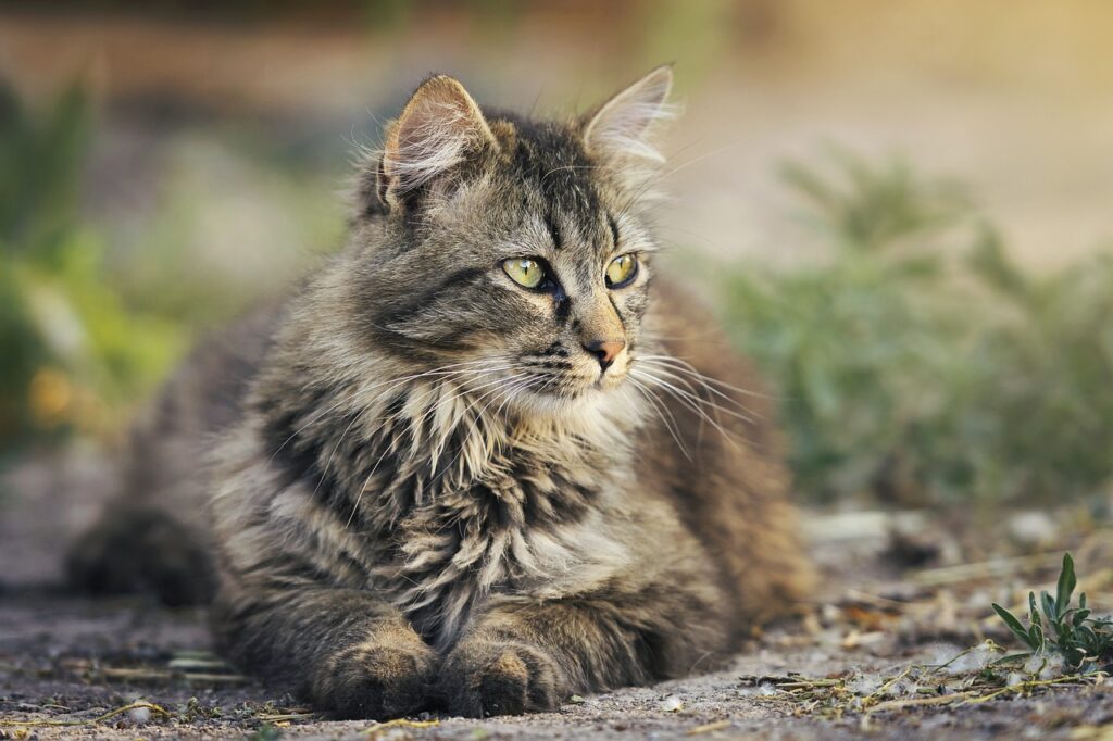 En Popüler Amerikan Kedi Irkları