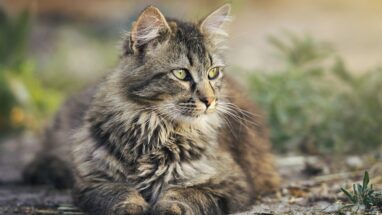 En Popüler Amerikan Kedi Irkları