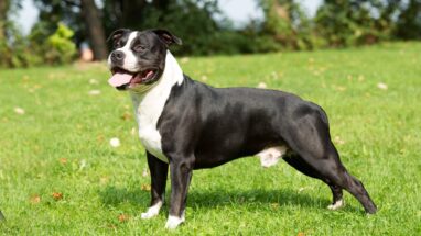 Amerikan Staff Köpek Irkı Bakımı Nasıl Olmalı?