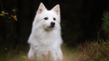 American Eskimo Köpek Irkı Tüm Özellikleri, Genel Bakım ve Sağlık