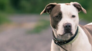 American Pitbull Terrier Köpek Irkı Tüm Özellikleri, Genel Bakım ve Sağlık