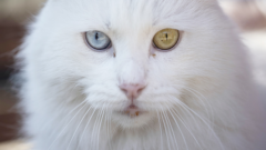 Angora Kedisi Bakımı Nasıl Olmalı?