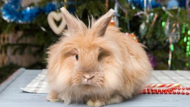 Angora Tavşanı Bakımı ve Beslenme