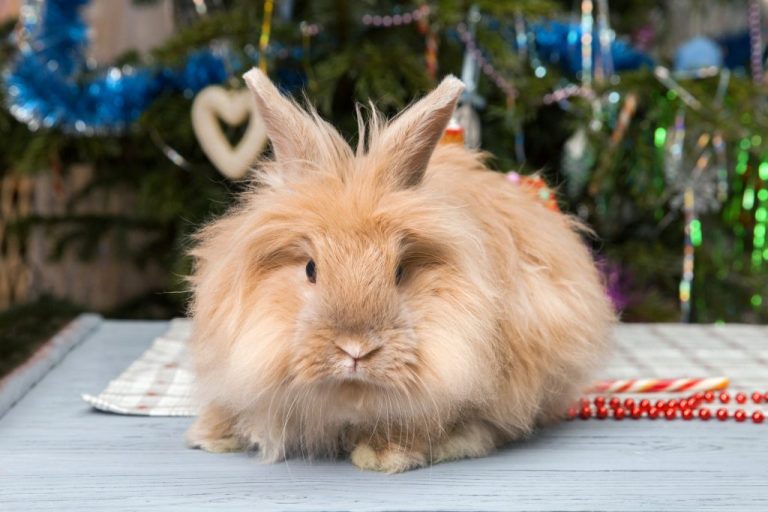 Angora Tavşanı Bakımı ve Beslenme