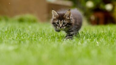 Anne Kedi Yavrularını Ne Zaman Terk Eder?
