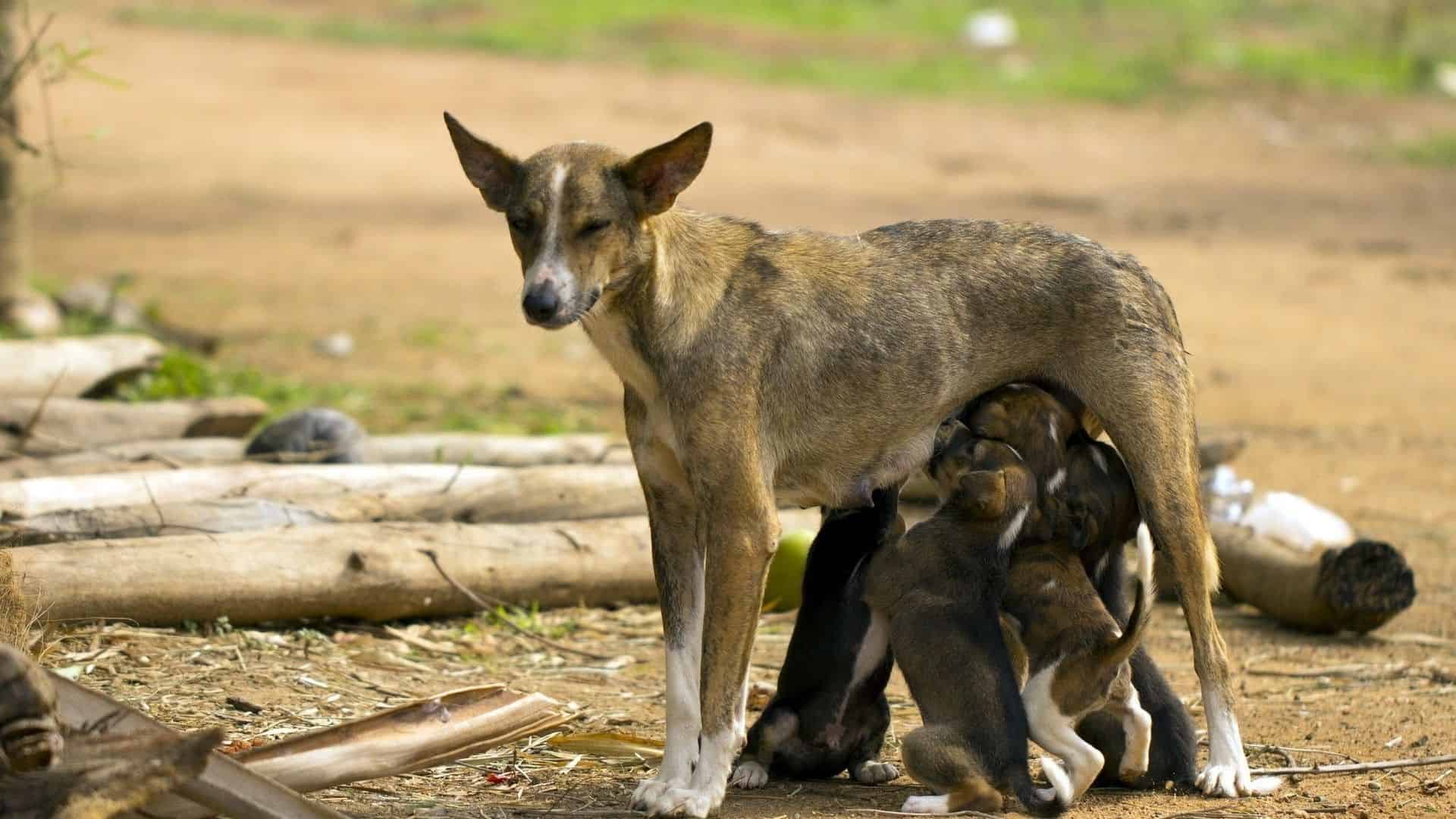Köpekler Kaç Ayda Doğurur? Köpeklerin Hamilelik Sürecine Dair Bilgiler