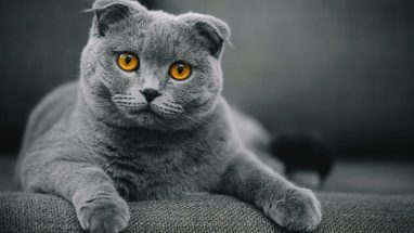 12 Maddede Apartman Yaşamına Uygun Kedi Irkları