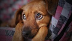 6 Maddede Apartman Yaşamına Uygun Köpek Irkları