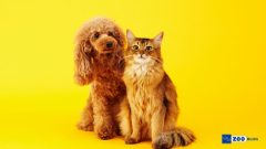 Apartmanda Hayvan Beslemek Hakkında Tüm Detaylar