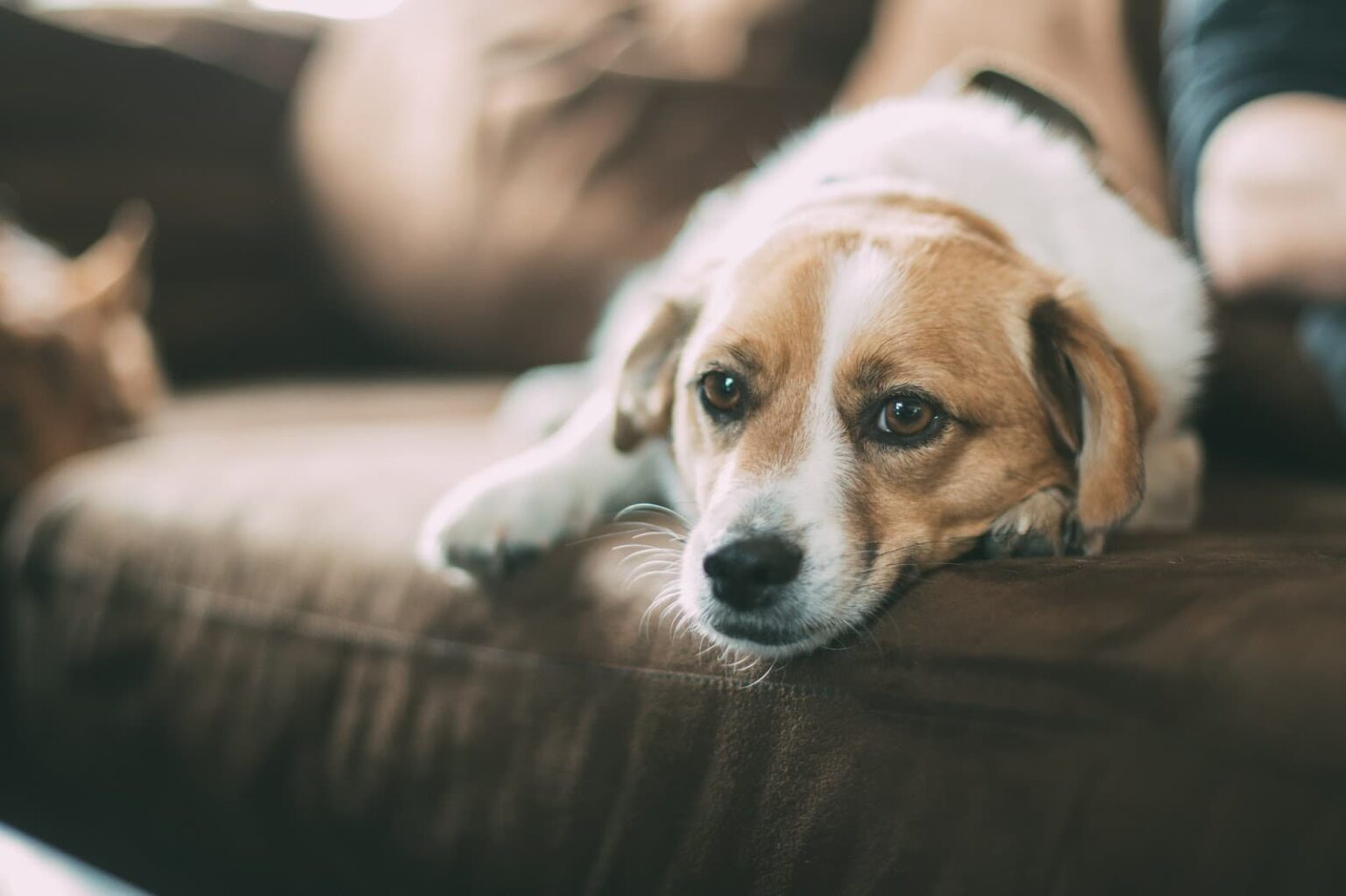balkonda köpek beslemek