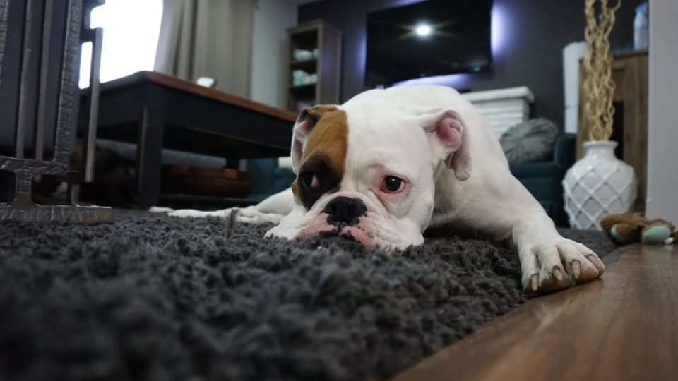 Apartmanda Köpek Beslemek İsteyenler İçin 8 Öneri
