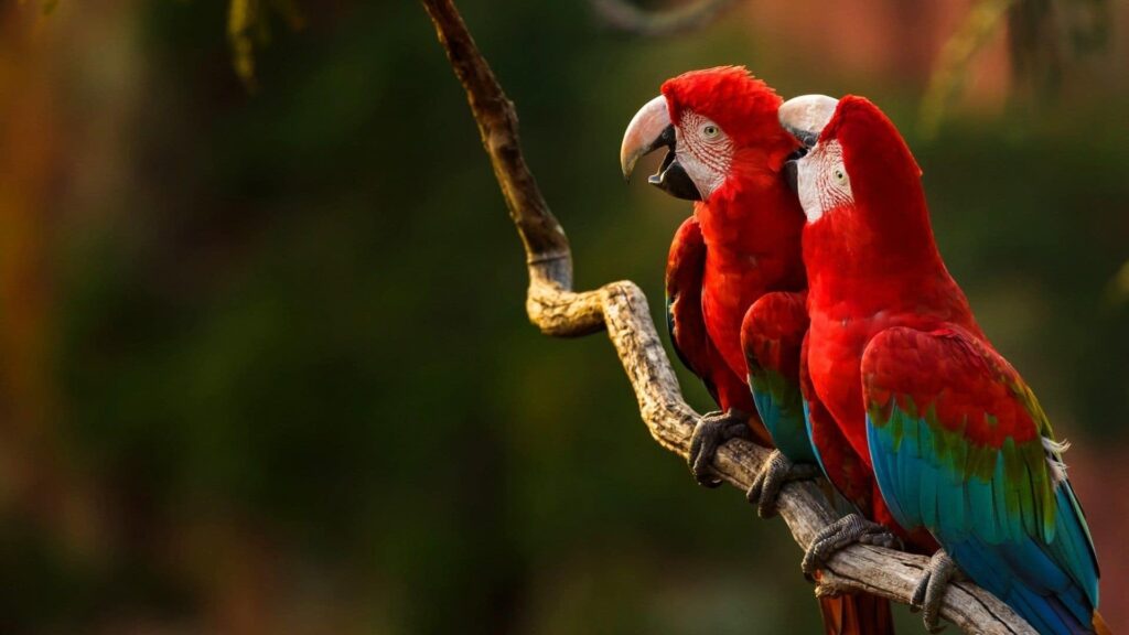Konusan Papagan Turleri Nelerdir Zoo Blog