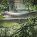 Arowana Balığı Özellikleri ve Bakımı