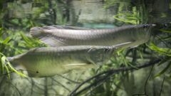 Arowana Balığı Özellikleri ve Bakımı