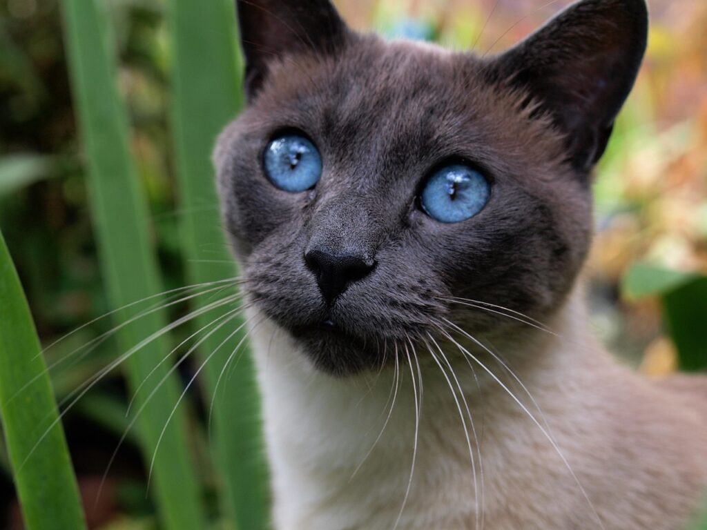 8 Maddede Asya Kedi Irkları