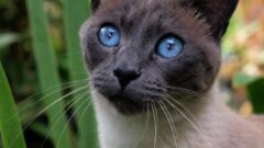 8 Maddede Asya Kedi Irkları