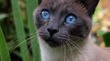 8 Maddede Asya Kedi Irkları