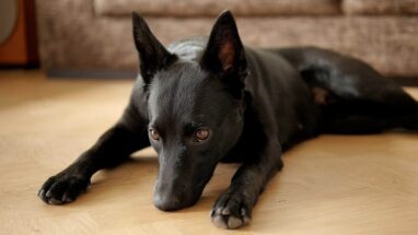 Australian Kelpie Köpek Irkı Tüm Özellikleri, Genel Bakım ve Sağlık Tüyoları