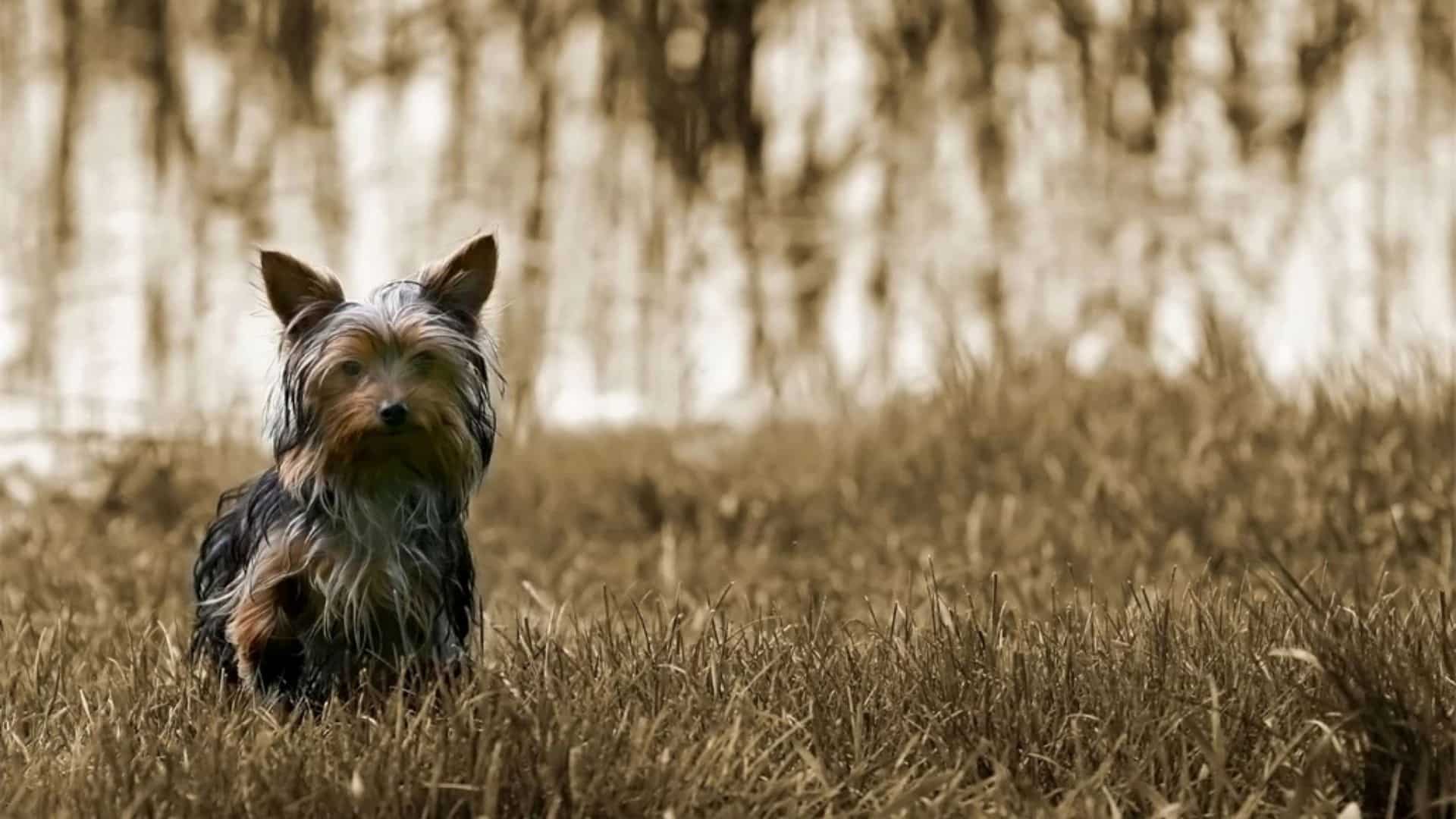 Australian Terrier Köpek Irkı Tüm Özellikleri, Genel Bakım ve Sağlık