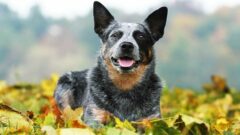 9 Maddede Avustralya Köpek Cinsleri