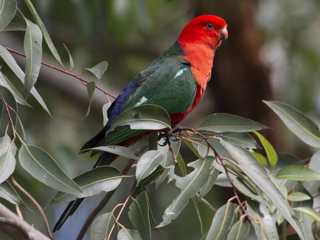 Avustralya Kral Papağanı 
