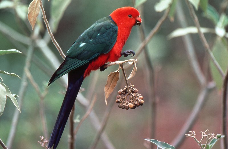Avustralya Kral Papağanı