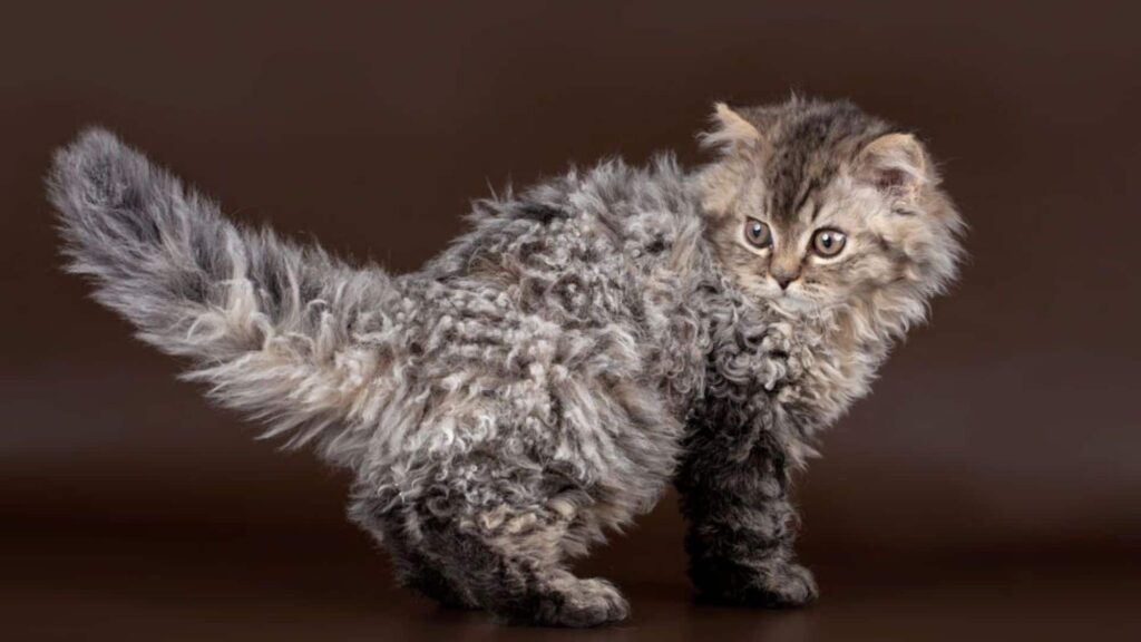 Selkirk Rex Kedi Özellikleri ve Bakımı
