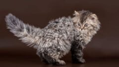 Selkirk Rex Kedi Özellikleri ve Bakımı