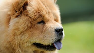 Ayıcığa Benzeyen Köpek Cinsi Hangisidir? Özellikleri Neler?